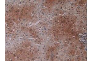 IHC-P analysis of Human Liver Tissue, with DAB staining. (PEBP1 抗体  (AA 2-187))