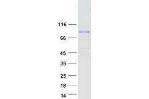 Western Blotting (WB) image for Mastermind-Like Domain Containing 1 (MAMLD1) protein (Myc-DYKDDDDK Tag) (ABIN2725262)