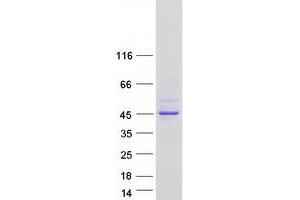 Western Blotting (WB) image for Muscleblind-Like Splicing Regulator 3 (MBNL3) (Transcript Variant G) protein (Myc-DYKDDDDK Tag) (ABIN2725586)