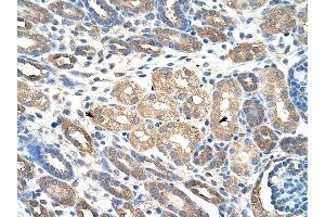 WDR4 antibody was used for immunohistochemistry at a concentration of 4-8 ug/ml to stain Epithelial cells of renal tubule (arrows) in Human Kidney. (WDR4 抗体  (C-Term))