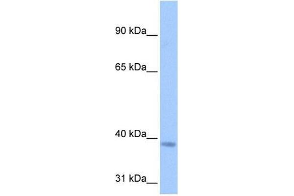 NSUN3 抗体  (C-Term)