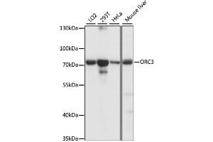 Western blot analysis of extracts of various cell lines, using ORC3 antibody (ABIN6293428) at 1:1000 dilution. (ORC3 抗体)