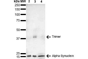 Western Blot analysis of Human, Mouse, Rat Brain showing detection of 14 kDa Alpha Synuclein protein using Mouse Anti-Alpha Synuclein Monoclonal Antibody, Clone 4F1 (ABIN5564109). (SNCA 抗体  (Atto 488))