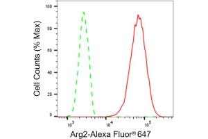Flow cytometric analysis of Arg2 expression in HT- cells using Arg2 antibody (ABIN7797644), 1:2,000). (Recombinant ARG2 抗体)