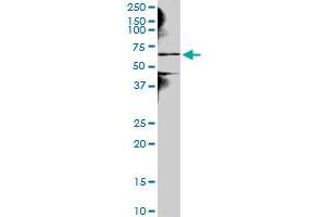 NEK3 MaxPab polyclonal antibody. (NEK3 抗体  (AA 1-506))