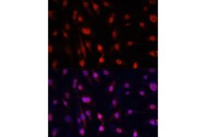 Immunofluorescence (IF) image for anti-Y Box Binding Protein 1 (YBX1) (AA 100-200) antibody (ABIN7271411)
