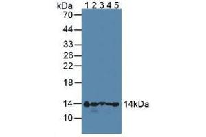 Figure. (HBA1 抗体  (AA 1-142))