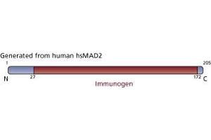 Image no. 3 for anti-SMAD, Mothers Against DPP Homolog 2 (SMAD2) (AA 27-172) antibody (ABIN968106) (SMAD2 抗体  (AA 27-172))