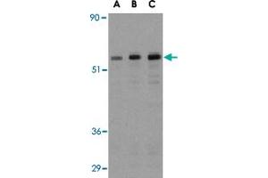 Western blot analysis of MAP3K7IP1 in NIH/3T3 cell lysate with MAP3K7IP1 polyclonal antibody  at (A) 0. (TAB1 抗体  (Internal Region))