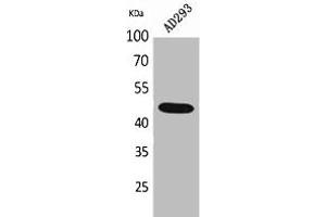 Western Blot analysis of AD293 cells using SCYL1BP1 Polyclonal Antibody. (GORAB 抗体  (N-Term))
