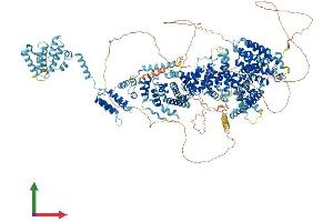 Protein Structure (PS) image for THO Complex 2 (THOC2) (AA 1-1593) protein (His tag) (ABIN7555741)
