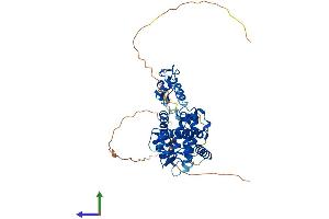 AlphaFold protein structure predicition of Human Recombinant RARA Protein, UniprotID P10276