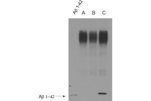 WB detection (ECL) of Abeta peptides (dilution 1 : 500). (Abeta 38/40/42 (AA 1-16), (AA 4-8) 抗体)