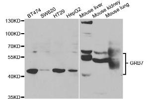 Western blot analysis of extracts of various cell lines, using GRB7 antibody (ABIN5973327) at 1/1000 dilution. (GRB7 抗体)