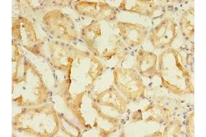 Immunohistochemistry of paraffin-embedded human kidney tissue using ABIN7166144 at dilution of 1:100