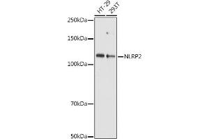 Western blot analysis of extracts of various cell lines, using NLRP2 antibody (ABIN7268939) at 1:1000 dilution. (NLRP2 抗体  (AA 1-220))