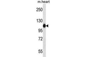 ACTN2 Antibody (C-term) western blot analysis in mouse heart tissue lysates (35µg/lane). (ACTN2 抗体  (C-Term))