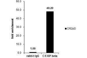 Chromatin Immunoprecipitation (ChIP) image for anti-CCAAT/enhancer Binding Protein (C/EBP), beta (CEBPB) (N-Term) antibody (ABIN2854833)