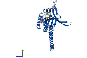 AlphaFold protein structure predicition of Mouse Recombinant C6.