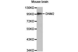Western Blotting (WB) image for anti-Dynamin 2 (DNM2) antibody (ABIN1872320) (DNM2 抗体)