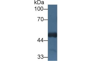 Western Blot; Sample: Mouse Cerebrum lysate; Primary Ab: 1µg/ml Rabbit Anti-Human HCFC1 Antibody Second Ab: 0. (HCFC1 抗体  (AA 52-258))