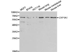 Western blot analysis of extracts of various cell lines, using CYP1A1 antibody. (CYP1A1 抗体  (AA 200-460))