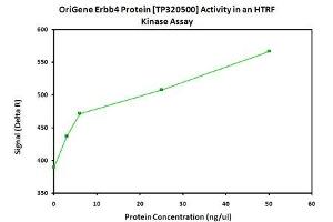 Activity Assay (AcA) image for V-Erb-A erythroblastic Leukemia Viral Oncogene Homolog 4 (Avian) (ERBB4) (Active) protein (Myc-DYKDDDDK Tag) (ABIN2720381)
