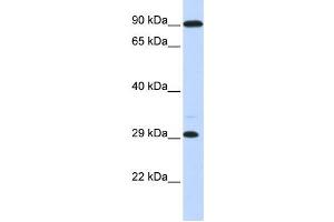 Western Blotting (WB) image for anti-Homeobox B8 (HOXB8) antibody (ABIN2458202) (HOXB8 抗体)