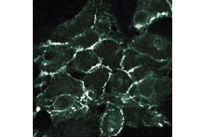 Immunofluorescent staining of 293 cells with anti- N-cadherin antibody. (N-Cadherin 抗体  (AA 802-819))