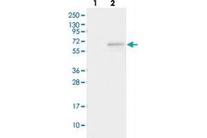 Western blot analysis of Lane 1: Negative control (vector only transfected HEK293T lysate), Lane 2: Over-expression Lysate (Co-expressed with a C-terminal myc-DDK tag (~3. (FAM154A 抗体)