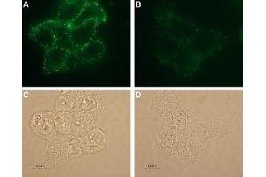 Immunocytochemistry (ICC) image for anti-Potassium Voltage-Gated Channel, Shaker-Related Subfamily, Member 3 (KCNA3) (AA 263-276), (Extracellular) antibody (ABIN7043521)