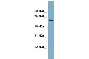 WB Suggested Anti-HHAT Antibody Titration:  0. (HHAT 抗体  (N-Term))
