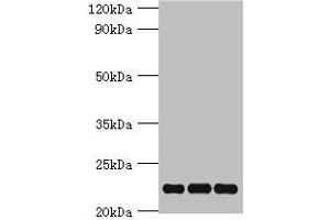 Western blot All lanes: PRDX5 antibody at 4 μg/mL Lane 1: Mouse brain tissue Lane 2: Hela whole cell lysate Lane 3: 293T whole cell lysate Secondary Goat polyclonal to rabbit IgG at 1/10000 dilution Predicted band size: 23, 18, 13 kDa Observed band size: 23 kDa (Peroxiredoxin 5 抗体  (AA 53-214))