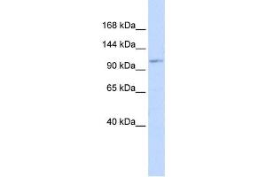Western Blotting (WB) image for anti-Advillin (AVIL) antibody (ABIN2457980) (Advillin 抗体)