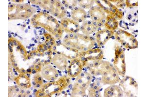 Anti- OPA1 Picoband antibody, IHC(P) IHC(P): Rat Kidney Tissue