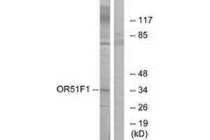 Western blot analysis of extracts from K562 cells, using OR51F1 Antibody. (OR51F1 抗体  (AA 269-318))