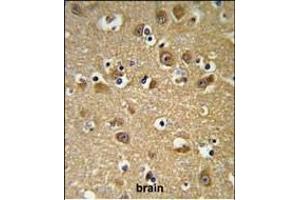 YIPF5 Antibody (N-term) (ABIN653506 and ABIN2842912) IHC analysis in formalin fixed and paraffin embedded brain tissue followed by peroxidase conjugation of the secondary antibody and DAB staining. (YIPF5 抗体  (N-Term))