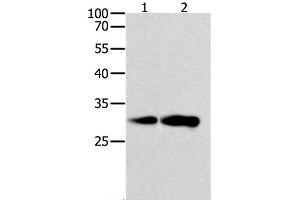 Western Blot analysis of K562 and NIH/3T3 cell using CAPNS1 Polyclonal Antibody at dilution of 1:800
