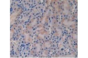 Detection of GCG in Mouse Kidney Tissue using Polyclonal Antibody to Glucagon (GCG)