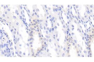 Detection of BMP3 in Bovine Kidney Tissue using Monoclonal Antibody to Bone Morphogenetic Protein 3 (BMP3) (BMP3 抗体  (AA 313-471))