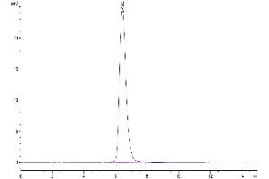 The purity of Canine CD28 is greater than 95 % as determined by SEC-HPLC. (CD28 Protein (CD28) (AA 18-153) (mFc Tag))