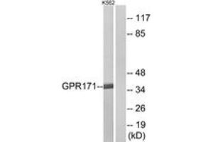 Western blot analysis of extracts from K562 cells, using GPR171 Antibody. (GPR171 抗体  (AA 141-190))