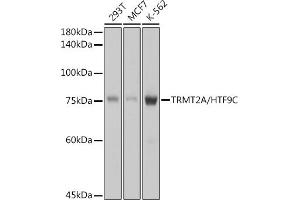 Western blot analysis of extracts of various cell lines, using TRMT2A/HTF9C antibody (ABIN7271002) at 1:1000 dilution. (TRMT2A 抗体)