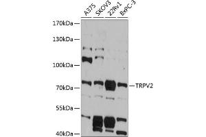 Western blot analysis of extracts of various cell lines, using TRPV2 antibody (ABIN6128840, ABIN6149598, ABIN6149599 and ABIN6215974) at 1:3000 dilution. (TRPV2 抗体  (AA 655-764))