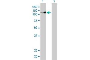 Western Blotting (WB) image for anti-Protocadherin 8 (PCDH8) (AA 32-121) antibody (ABIN598858) (Protocadherin 8 抗体  (AA 32-121))