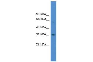 WB Suggested Anti-RUNX2 Antibody Titration:  0.