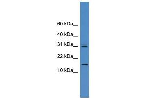 WB Suggested Anti-CST8 Antibody Titration: 0. (CST8 抗体  (N-Term))