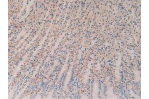 IHC-P analysis of Rat Stomach Tissue, with DAB staining. (CD147 抗体  (AA 59-321))