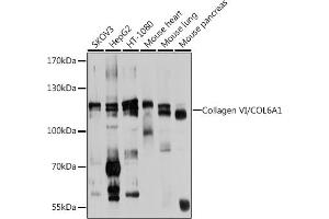 Western blot analysis of extracts of various cell lines, using Collagen VI/Collagen VI/COL6 antibody (ABIN6127647, ABIN6138847, ABIN6138848 and ABIN6224942) at 1:1000 dilution. (COL6A1 抗体  (AA 19-250))