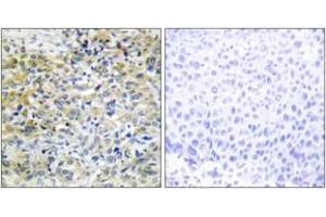 Immunohistochemistry (IHC) image for anti-Sedoheptulokinase (SHPK) (AA 31-80) antibody (ABIN2889797) (SHPK 抗体  (AA 31-80))